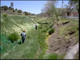 Spraying Weeds